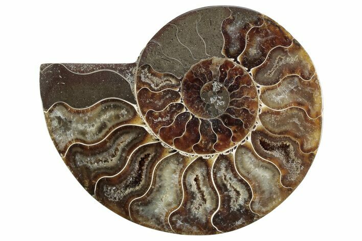 Cut & Polished Ammonite Fossil (Half) - Madagascar #364897